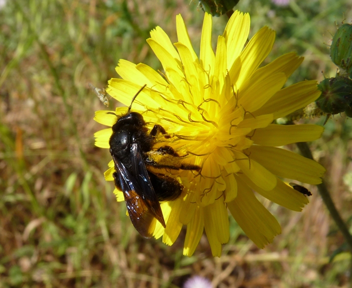 Andrena morio, A. thoracica, A. cfr. agilissima (parassitata)